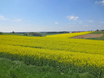 Rapsfelder soweit das Auge reicht