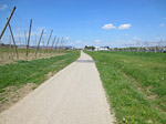 ...vorbei an Hopfenfeldern...