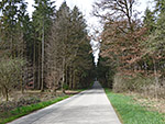 Wir radeln durch ein Waldstück...