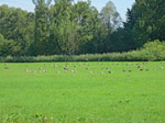 Graugänse auf einer Wiese nördlich des Ammersees