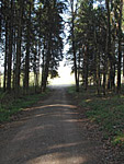 Ein Forstweg...