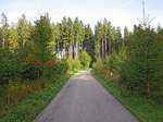 Wir überqueren die Straße und fahren durch ein Waldstück...