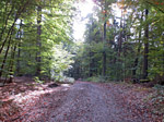 Und weiter geht es durch den Wald...