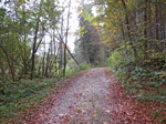 ...und durch ein Waldstück...
