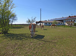 Haflinger in Neuharting