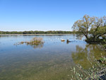 Gasthaus Forster am See