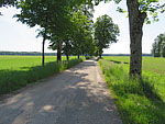 ...und biegen linkshaltend in eine Allee ein