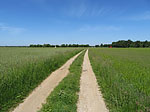 Über einen Feldweg...