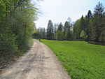 Durch lichten Wald...