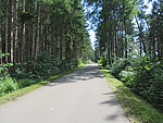 Im Wald lehnt sich das Gelände wieder zurück
