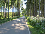 ...und durch ein Waldstück...