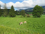 ...und vorbei an Weideland...