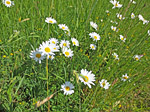 Margeriten