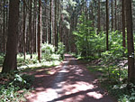...und einem Waldweg...