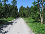 Nach der Alm tauchen wir in ein Waldstück ein...