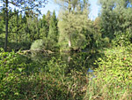 Kleiner Weiher südlich von Oberhummel