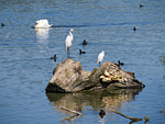 Am See lassen sich unzählige Vögel beobachten