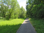 Der Auwald...