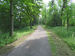 Der Wald wird schattiger