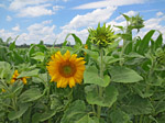 Sonnenblumen am Ortseingang