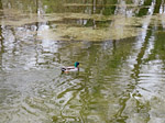 Stockente auf der Floßlände