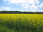 Rapsfeld bei Dürrnhaar