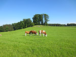 Kühe bei Kleinhöhenkirchen
