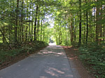 Wir radeln durch ein Waldstück...
