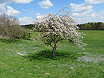 Blühender Obstbaum in Kaps