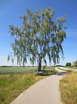 Über einen Radweg geht es entlang der Landstraße...