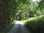 Wir tauchen in ein Waldstück ein