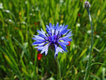 Kornblume am Wegesrand
