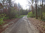 ...und biegen in einen Forstweg ein