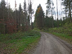 Durch dichten Wald...