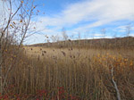 Das Herrschinger Moos am Südwestende des Pilsensees