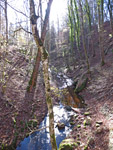 Der Kienbach