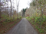 ...und durch Wald...